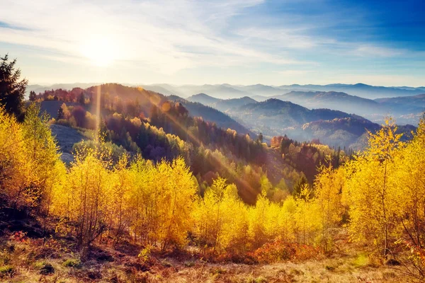 Majestueuze Bomen Met Zonnige Balken Het Bergdal Dramatische Pittoreske Ochtendscène — Stockfoto