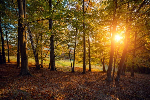 Величественный Особенный Лес Солнечными Балками Драматическая Живописная Утренняя Сцена Красные — стоковое фото