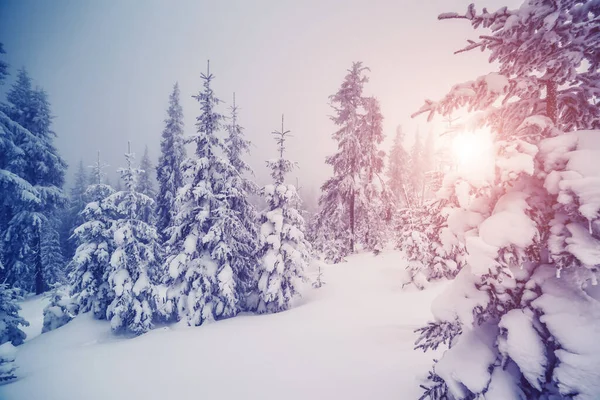 午前中は太陽の光に照らされた雄大な霧の風景 劇的な冬のシーン 場所カルパティア ウクライナ ヨーロッパ 美の世界 レトロでヴィンテージスタイル ソフトフィルター Instagramのトーン効果 — ストック写真