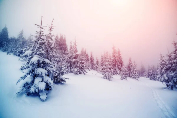 Majestueuze Mistige Landschap Gloeien Door Zonlicht Ochtend Dramatische Winterse Scène — Stockfoto