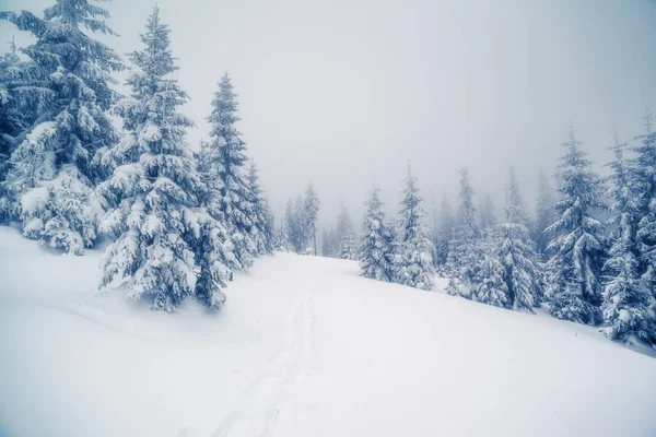 Majestueuze Mistige Landschap Ochtend Dramatische Pittoreske Winterse Scène Locatie Karpaten — Stockfoto