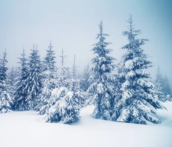 Majestuoso Paisaje Niebla Mañana Escena Invernal Dramática Pintoresca Ubicación Cárpatos — Foto de Stock