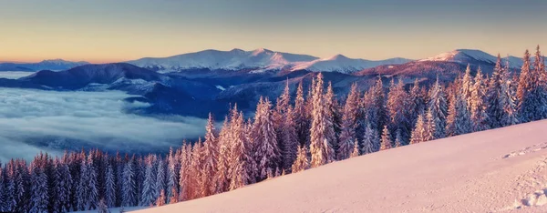 Majestuoso Paisaje Resplandeciente Por Luz Del Sol Mañana Escena Invernal —  Fotos de Stock