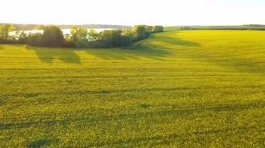 Akşamları bir yakut tohumu tarlası ve göl üzerinde nefes kesici kuş bakışı çekim. UHD 4k video ile çekildi.