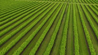 Kuşbakışı yeşil sıra kuşüzümü çalıları. UHD 4k video ile çekildi.