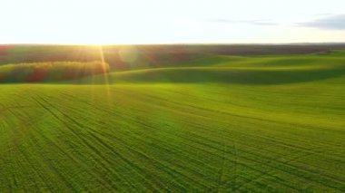 Tarım alanının yuvarlanan tepelerinin ilkbahar manzarası, kuş bakışı. UHD 4k ile çekilen İHA videosu.