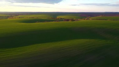 Güneşli bir günde muhteşem tarım arazileri ve yeşil dalgalı tarlalar. 4k insansız hava aracı videosunda çekildi.