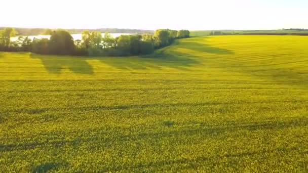 Impresionante Vista Pájaro Disparando Sobre Campo Colza Lago Por Noche — Vídeo de stock