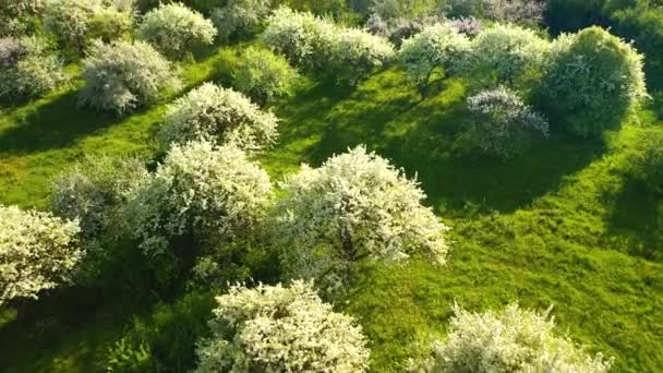 Magnifique Jardin Avec Des Pommiers Luxuriants Fleurs Par Une Journée — Video