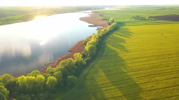 Vista Mozzafiato Volo Uccello Sparando Campo Colza Lago Sera Girato — Video Stock