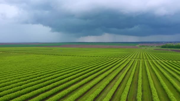 Green Rows Blackcurrant Bushes Bird Eye View Filmed Uhd Video — Stock Video