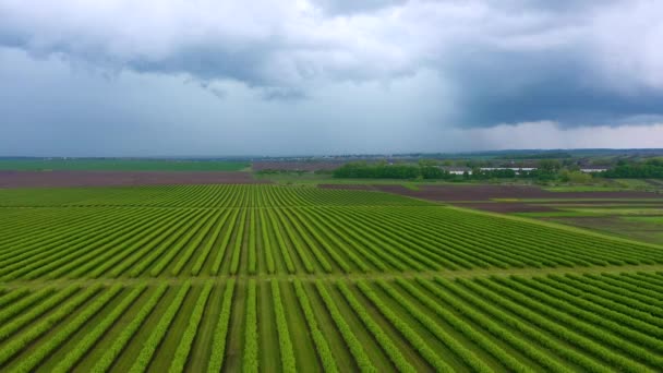 Spectacular View Rows Blackcurrant Bushes Bird Eye View Filmed Uhd — Stock Video