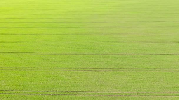Grünes Gras Textur Hintergrund Draufsicht Drohne Erschossen Gefilmt Uhd Drohnenvideo — Stockvideo