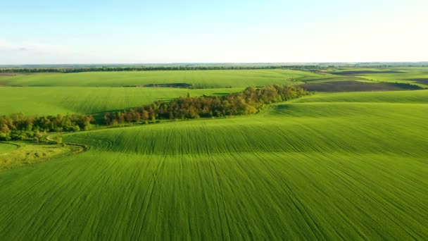 Ruhige Szenerie Grüner Welliger Felder Einem Sonnigen Tag Aus Der — Stockvideo