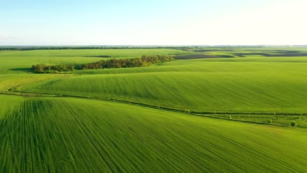 Scène Tranquille Champs Ondulés Verts Par Une Journée Ensoleillée Partir — Video