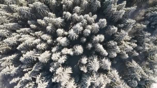 素晴らしい冬の森と鳥の目のビューから冷凍クリスマスツリー 4Kで撮影されたドローンビデオ — ストック動画