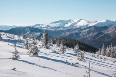 Görkemli manzara sabah güneş parlıyor. Dramatik kış sahne. Konumu Karpat Milli Parkı, Ukrayna, Europe yerleştirin. Alps Kayak. Güzellik dünya. Yeni Yılınız Kutlu Olsun!
