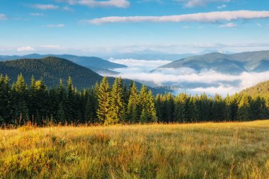 Güneş ışığıyla parlayan muhteşem yeşil tepeler. Dramatik sabah sahnesi. Resimli bir fotoğraf. Mekan Karpatlar, Ukrayna, Avrupa. Sanatsal resim. Güzellik dünyası. 