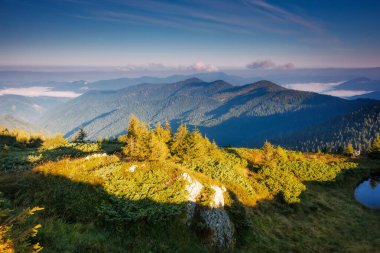 Güneş ışığıyla parlayan muhteşem yeşil tepeler. Dramatik sabah sahnesi. Resimli bir fotoğraf. Mekan Karpatlar, Ukrayna, Avrupa. Sanatsal resim. Güzellik dünyası. 