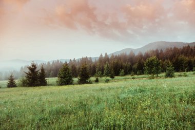Kasvetli bir sabah ve dramatik bir sahne. Mekan Karpatlar, Ukrayna, Avrupa. Sanatsal resim. Güzellik dünyası. Çapraz işlenmiş retro ve vintage tarzı. Instagram tonlama efekti.
