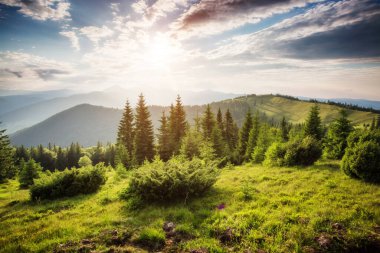 Harika gün güneş ışığı altında güzel bir yerde. Dramatik ve pitoresk sabah sahne. Yer: Karpat Milli Parkı, Ukrayna, Avrupa. Sanatsal resim. Güzellik dünya. Yumuşak filtre efekti.