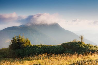 Harika gün güneş ışığı altında güzel bir yerde. Dramatik ve pitoresk sabah sahne. Yer: Karpat Milli Parkı, Ukrayna, Avrupa. Sanatsal resim. Güzellik dünya. Yumuşak filtre efekti.