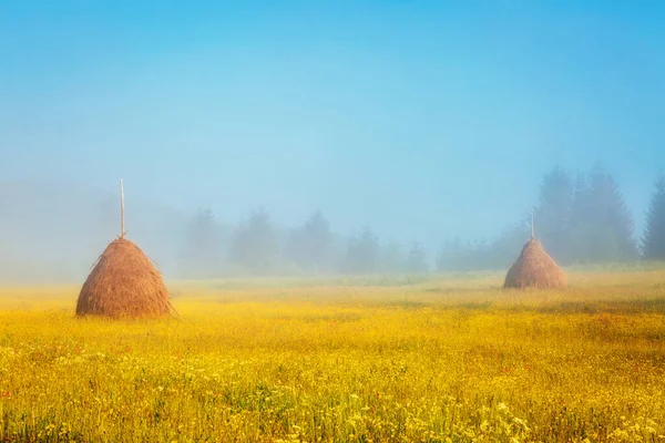 暖かい日差しの中で新鮮な開花丘と素晴らしい一日 劇的で絵のような朝のシーン カルパティア ウクライナ ヨーロッパ 芸術作品 美の世界 ソフトフィルター効果 — ストック写真