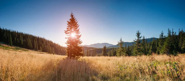 黄昏时分 阳光照射在山坡上的孤零零的树 戏剧化和风景如画的晨景 喀尔巴阡山 乌克兰 艺术风格的照片美丽的世界保暖效果 — 图库照片