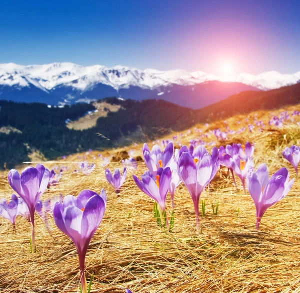 Fantastic View First Spring Flowers Alpine Meadow Dramatic Picturesque Morning — Stock Photo, Image