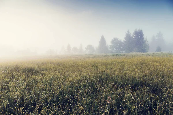 Journée Fantastique Avec Des Collines Fraîches Fleurs Soleil Scène Dramatique — Photo