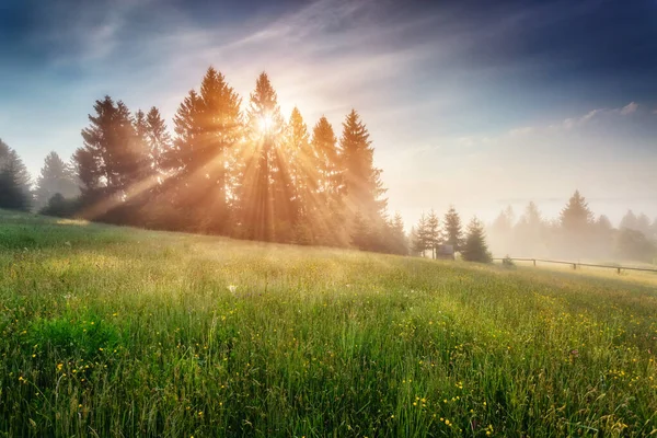Fantastyczny Dzień Kwitnącymi Wzgórzami Ciepłym Słońcu Zmierzchu Dramatyczna Malownicza Poranna — Zdjęcie stockowe
