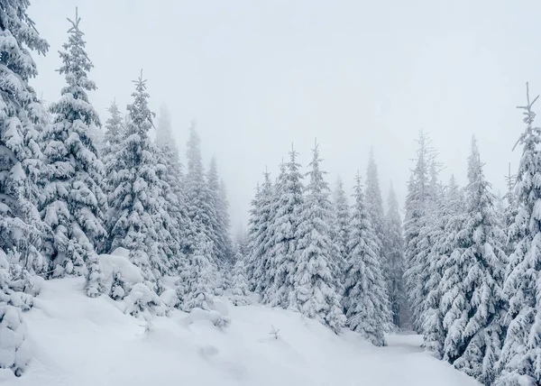 Majestätiskt Vinterlandskap Dramatisk Vintrig Scen Plats Karpaternas Nationalpark Ukraina Europa — Stockfoto
