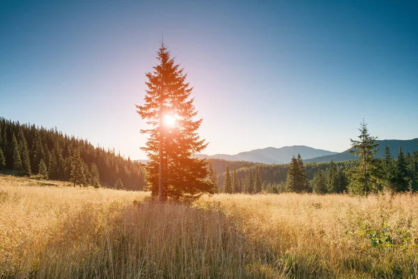 Vista Albero Solitario Pendio Collina Dalla Luce Del Sole Crepuscolo — Foto Stock