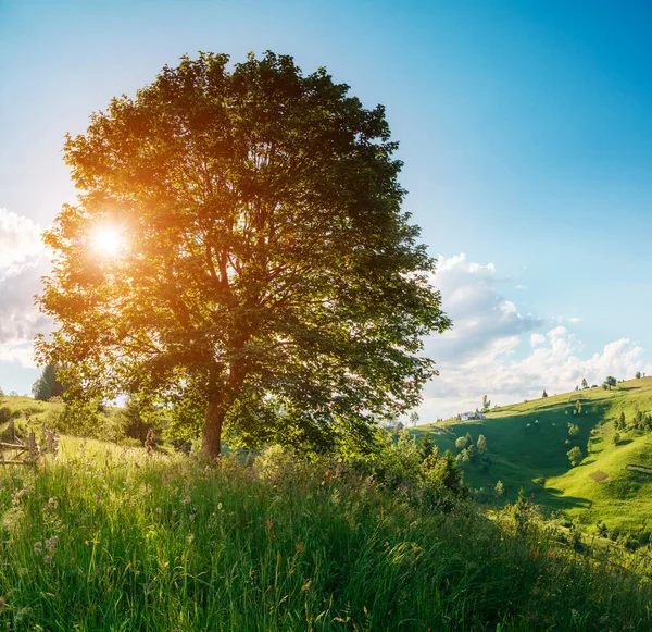 Zicht Eenzame Boom Een Heuvel Helling Door Zonlicht Bij Schemering — Stockfoto