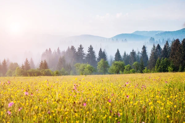 ミステリーで暖かい日差しに輝く幻想的な緑の丘 劇的な美しい朝のシーン 場所場所 カルパチア ウクライナ ヨーロッパ 芸術的な写真 美の世界 ソフト フィルター効果 — ストック写真