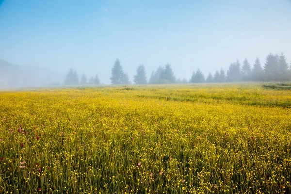 Journée Fantastique Avec Des Collines Fraîches Fleurs Dans Lumière Soleil — Photo