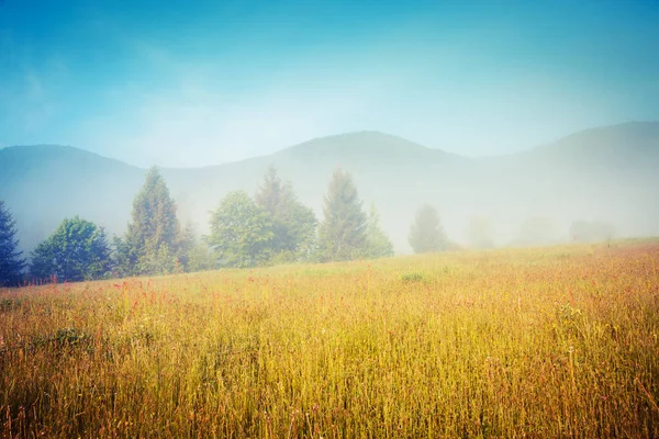 Fantastic Day Fresh Blooming Hills Sunlight Dramatic Picturesque Scene Location — Stock Photo, Image