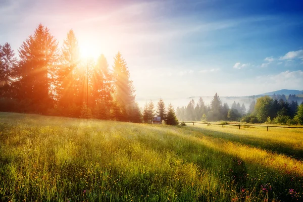 Fantastyczny Dzień Świeżymi Kwitnącymi Wzgórzami Ciepłym Słońcu Dramatyczna Malownicza Poranna — Zdjęcie stockowe
