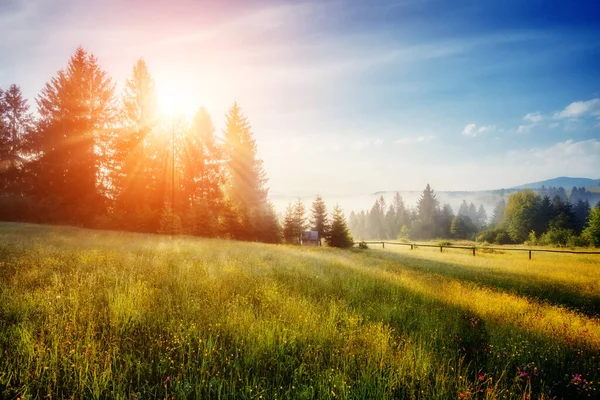 Fantástico Día Con Colinas Frescas Florecientes Luz Del Sol Escena — Foto de Stock