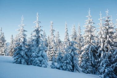 Güneş ışığıyla parlayan görkemli kış ağaçları. Dramatik kış sahnesi. Carpathian Ulusal Parkı, Ukrayna, Avrupa. Alpler kayak merkezi. Güzellik dünyası. Mavi tonlama etkisi. Mutlu yıllar.!
