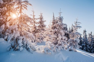 Güneş ışığıyla parlayan görkemli kış ağaçları. Dramatik kış sahnesi. Carpathian Ulusal Parkı, Ukrayna, Avrupa. Alpler kayak merkezi. Güzellik dünyası. Mavi tonlama etkisi. Mutlu yıllar.!