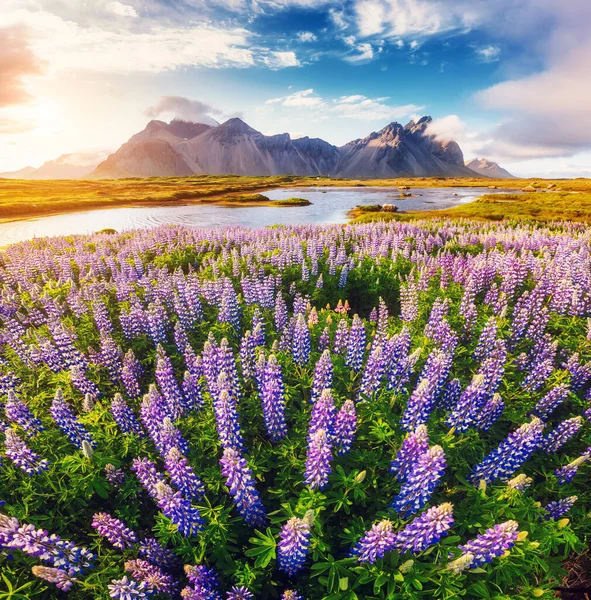 Toller Blick Auf Lupinenblüten Die Sonnenlicht Leuchten Majestätische Und Wunderschöne — Stockfoto