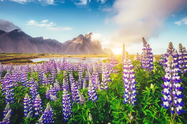 Prachtig Uitzicht Lupine Bloemen Gloeiend Door Zonlicht Majestueuze Prachtige Scène — Stockfoto