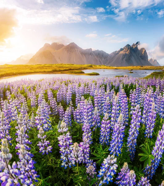 Toller Blick Auf Lupinenblüten Die Sonnenlicht Leuchten Majestätische Und Wunderschöne — Stockfoto