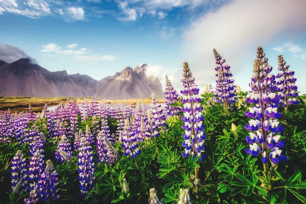 Toller Blick Auf Lupinenblüten Die Sonnenlicht Leuchten Majestätische Und Wunderschöne — Stockfoto