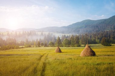 Sıcak güneş ışığında taze çiçek açan tepelerle muhteşem bir gün. Dramatik ve resimli bir sabah sahnesi. Mekan: Karpatlar, Ukrayna, Avrupa. Sanatsal resim. Güzellik dünyası. Yumuşak filtre etkisi.