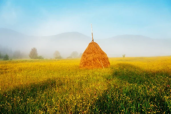 暖かい日差しの中で新鮮な開花丘と素晴らしい一日 劇的で絵のような朝のシーン カルパティア ウクライナ ヨーロッパ 芸術作品 美の世界 ソフトフィルター効果 — ストック写真