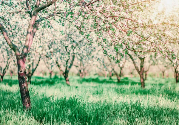 Blossoming apple orchard in spring. Picturesque and gorgeous scene. Ukraine, Europe. Beauty world. Cross processed retro and vintage style. Instagram toning effect. Glowing soft filter.