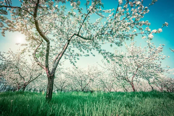 Blossoming apple orchard in spring. Picturesque and gorgeous scene. Ukraine, Europe. Beauty world. Cross processed retro and vintage style. Instagram toning effect. Glowing soft filter.