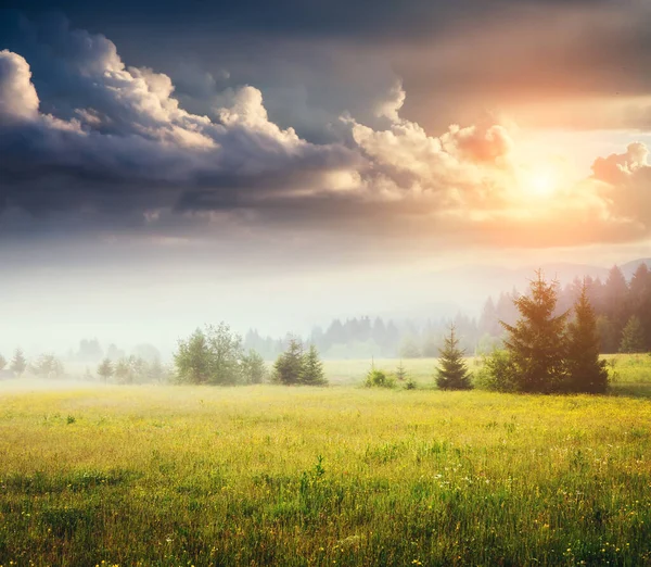 Tarlanın Harika Manzarası Alacakaranlıkta Güneş Işığında Parlayan Yeşil Çimenler Dramatik — Stok fotoğraf